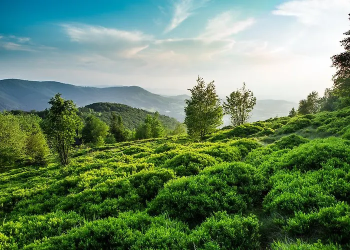 מלון Olympic & Wellness 4*